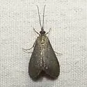 Pyrausta demantrialis - Hodges#5018 - photo 2