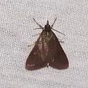 Pyrausta demantrialis - Hodges#5018 - photo 4