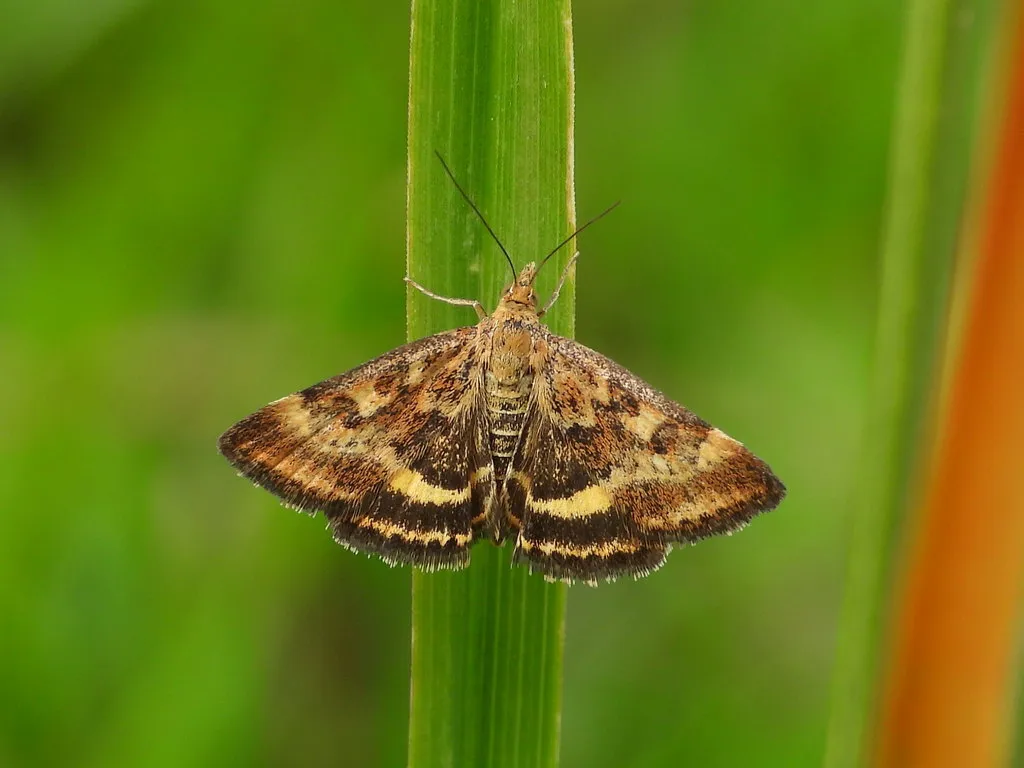 Pyrausta despicata - photo 2