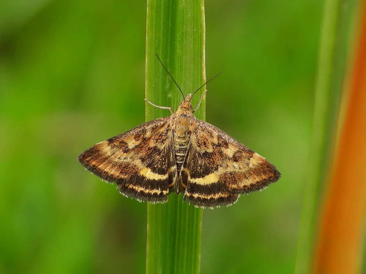 Pyrausta despicata - photo 3