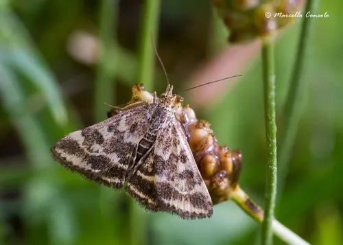 Pyrausta despicata - photo 4