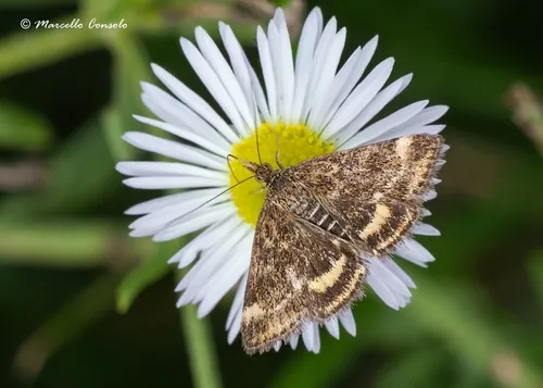 Pyrausta despicata - photo 5