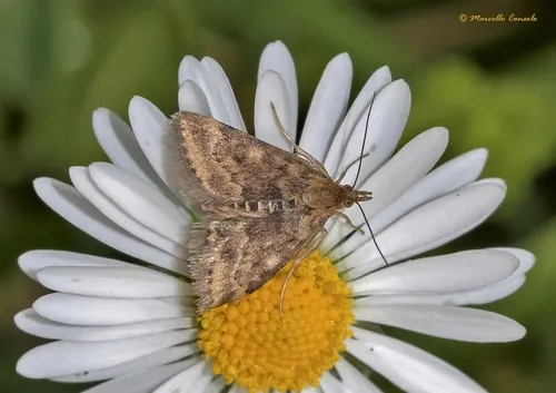 Pyrausta despicata - photo 6