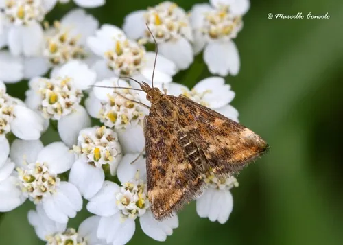 Pyrausta despicata - photo 7