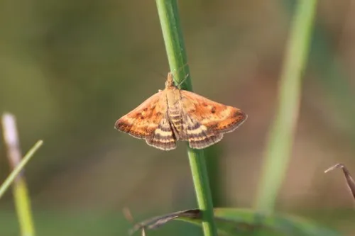Pyrausta despicata - photo 8