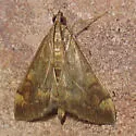 Pyrausta flavibrunnea - Hodges#5046 - Pyrausta flavibrunnea