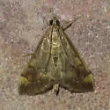 Pyrausta flavibrunnea - Hodges#5046 - photo 2