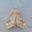 Pyrausta flavibrunnea - Hodges#5046 - photo 3