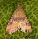 Pyrausta flavofascialis - Hodges#5048 - Pyrausta flavofascialis