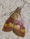 Pyrausta flavofascialis - Hodges#5048 - photo 2