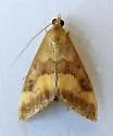 Pyrausta flavofascialis - Hodges#5048 - photo 4
