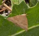 Pyrausta fodinalis - Hodges#5074 - Pyrausta fodinalis
