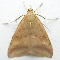 Pyrausta fodinalis - Hodges#5074 - photo 3