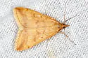 Pyrausta fodinalis - Hodges#5074 - photo 4
