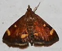 Pyrausta generosa - Hodges#5056