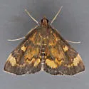 Pyrausta generosa - Hodges#5056 - photo 2