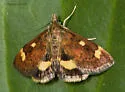 Pyrausta generosa - Hodges#5056 - photo 4