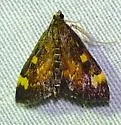 Pyrausta generosa - Hodges#5056 - photo 5