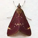 Pyrausta grotei - Hodges#5033