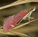 Pyrausta grotei - Hodges#5033 - photo 2