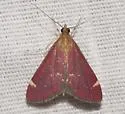 Pyrausta grotei - Hodges#5033 - photo 4