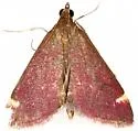 Pyrausta grotei - Hodges#5033 - photo 5