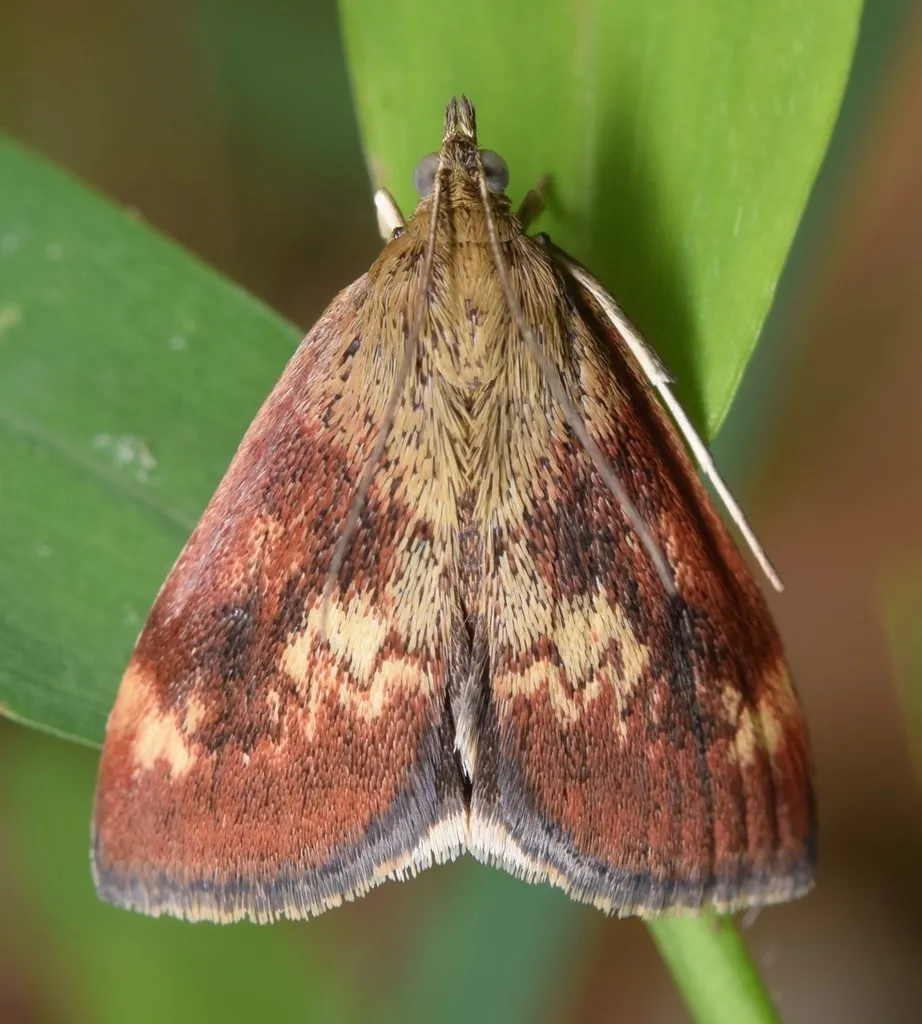 Pyrausta homonymalis - Hodges#5055 - photo 2