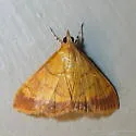 Pyrausta insignitalis - Hodges#5044 - Pyrausta insignitalis