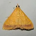 Pyrausta insignitalis - Hodges#5044 - photo 2