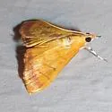 Pyrausta insignitalis - Hodges#5044 - photo 3
