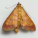 Pyrausta insignitalis - Hodges#5044 - photo 4