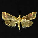 Pyrausta inveterascalis - Hodges#5036