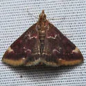 Pyrausta inveterascalis - Hodges#5036 - photo 2