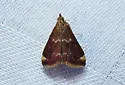Pyrausta inveterascalis - Hodges#5036 - photo 4