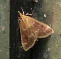 Pyrausta inveterascalis - Hodges#5036 - photo 5