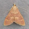 Pyrausta klotsi - Hodges#5047 - photo 4