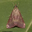 Southern Purple Mint Moth - Hodges#5070 - Pyrausta laticlavia