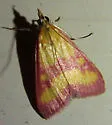 Southern Purple Mint Moth - Hodges#5070 - photo 2