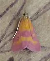 Southern Purple Mint Moth - Hodges#5070 - photo 3