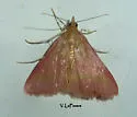 Southern Purple Mint Moth - Hodges#5070 - photo 4