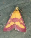 Southern Purple Mint Moth - Hodges#5070 - photo 5