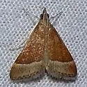 Lethal Pyrausta Moth - Hodges#5027 - Pyrausta lethalis