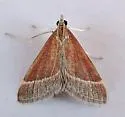 Lethal Pyrausta Moth - Hodges#5027 - photo 2