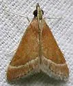 Lethal Pyrausta Moth - Hodges#5027 - photo 3