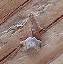 Lethal Pyrausta Moth - Hodges#5027 - photo 4