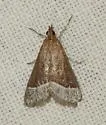 Lethal Pyrausta Moth - Hodges#5027 - photo 5