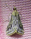 Pyrausta linealis - Hodges#5024 - photo 2