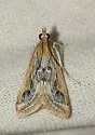 Pyrausta linealis - Hodges#5024 - photo 4