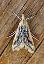 Pyrausta linealis - Hodges#5024 - photo 5