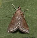 Pyrausta napaealis - Hodges#5023 - photo 2